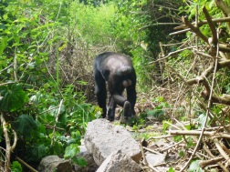 Chimp walking through the Budongo Forest.