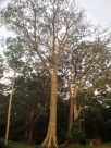 Fig tree on Budongo Forest Reserve attracts blue monkeys and other primates and birds.