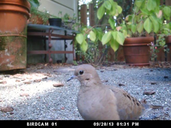Photo of Mourning Dove: September 28